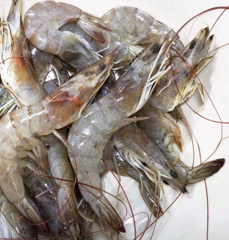 shrimp benefits article representation