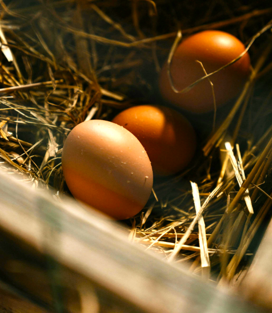 Eggs Nutrition Information