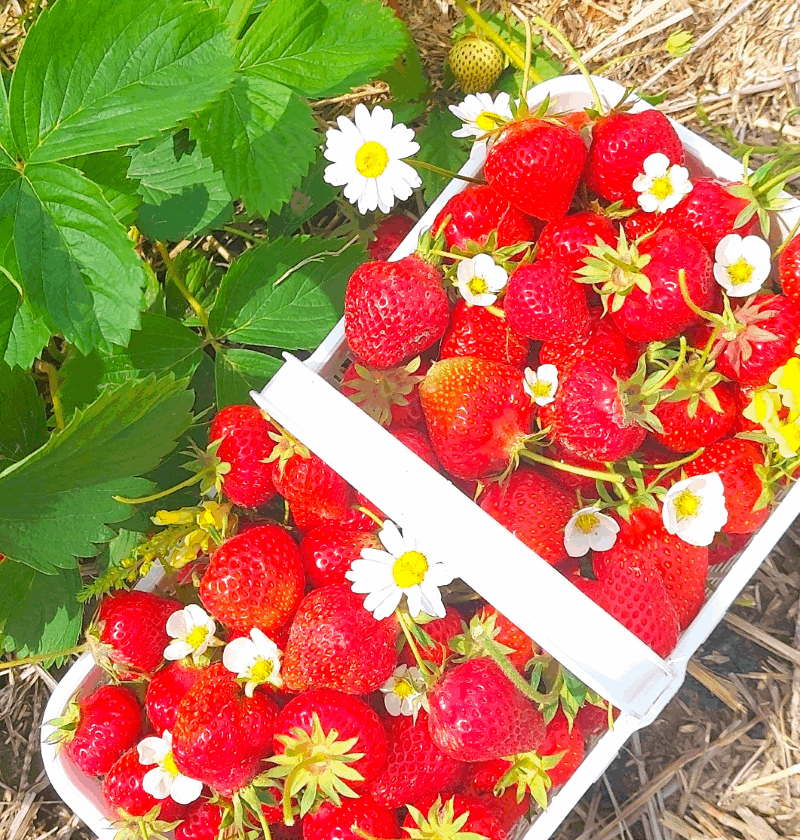 Benefits of Strawberries