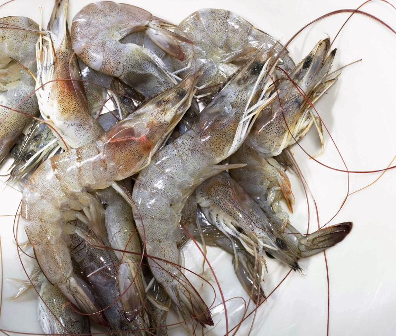 shrimp benefits