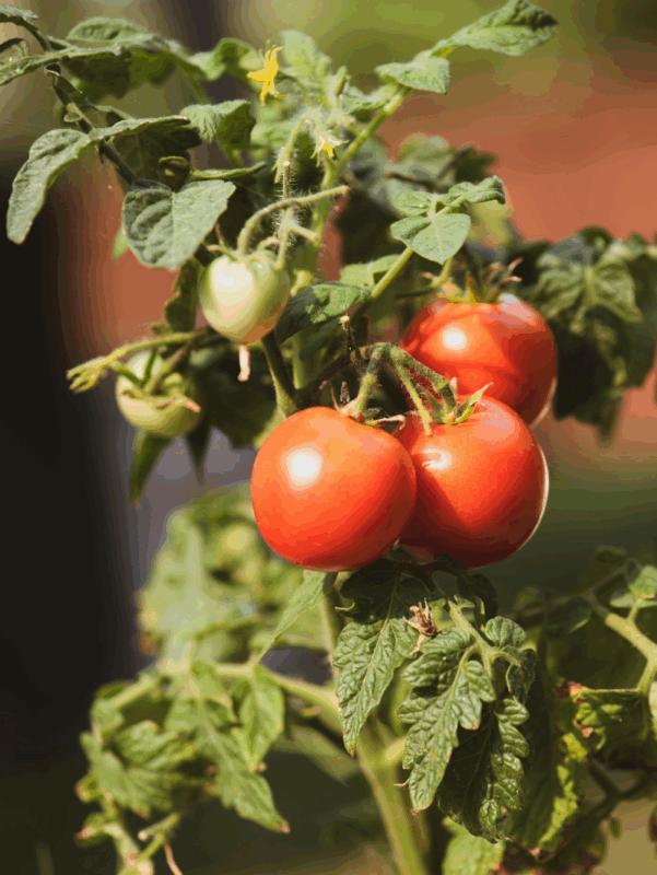 tomato nutrition