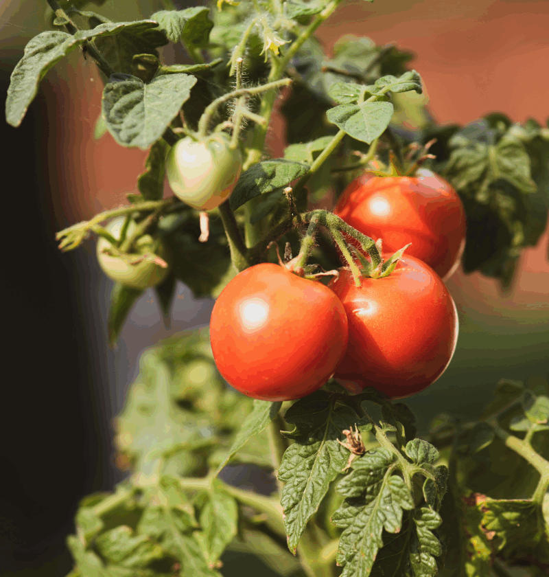 tomato nutrition