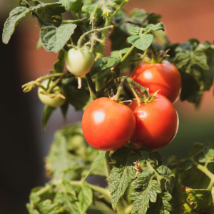 tomato nutrition